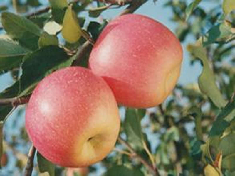 Red Star Apple
