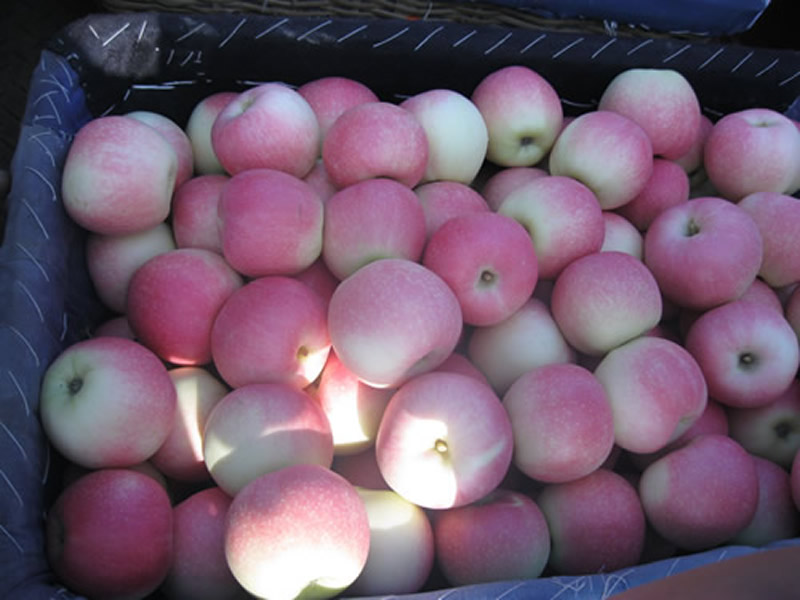 Gala Apple