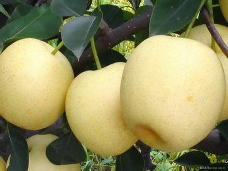 Early pear