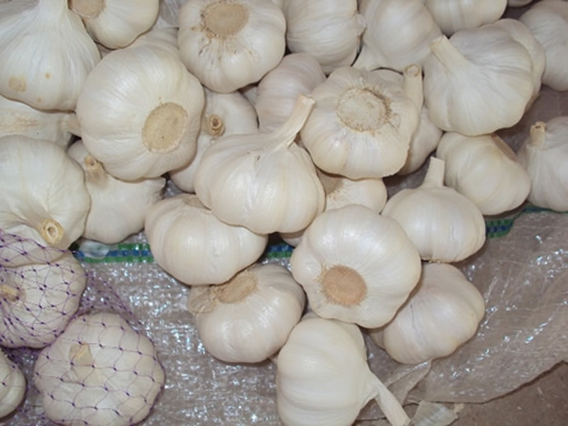 Pure white garlic