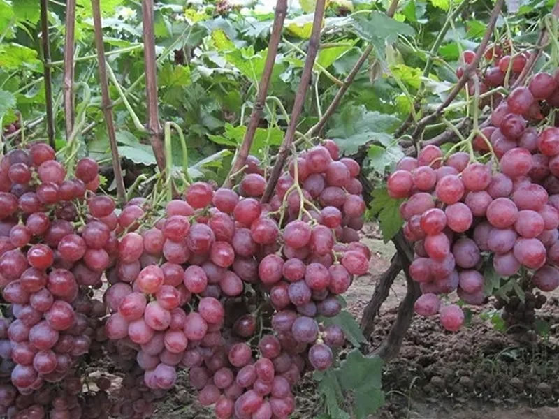 Indian grape