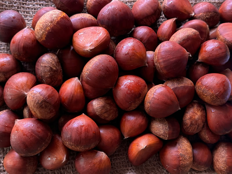 CHESTNUT