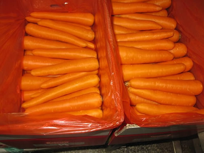 Carrot